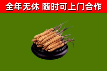彭山区烟酒回收冬虫夏草.jpg