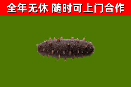 彭山区烟酒回收干海参.jpg